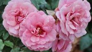 Распаковка посылки с розами от Розомания весна 2023