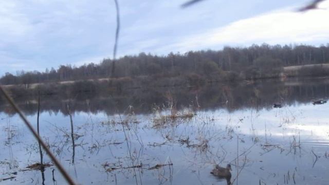 Охота с подсадной.MOV смотреть онлайн