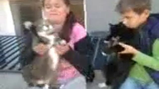 Коты танцуют смотреть онлайн