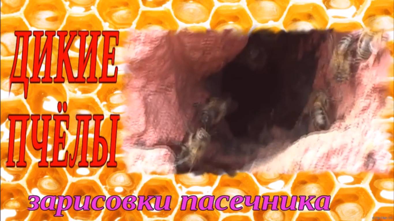ДИКИЕ ПЧЁЛЫ. ЗАРИСОВКИ ПАСЕЧНИКА смотреть онлайн