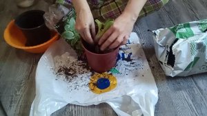 Посадка хосты из пакета