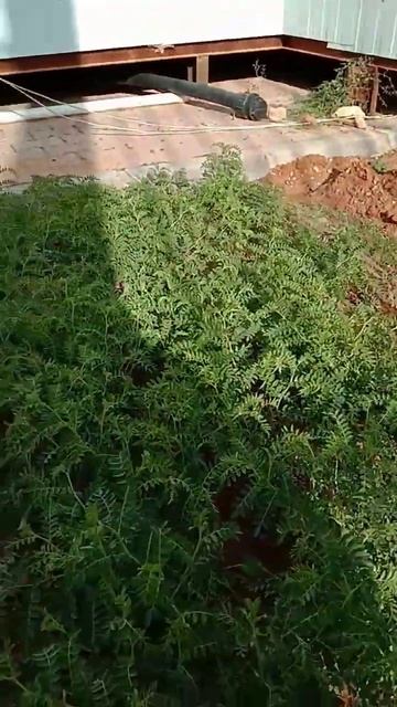 Saudi Arabia ma chana ki Ghar lagaya he смотреть онлайн