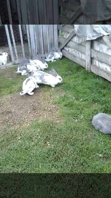 Выгул кроликов