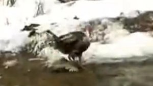 Петушинные бои 2015