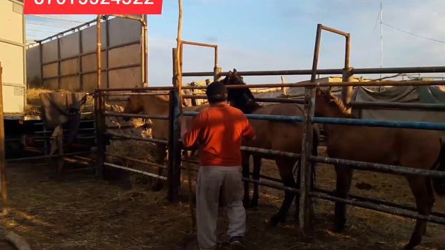 03.09.22 ж. Шымкентке Айғыр биелерді жіберу.Мұғалжар жылқысы Мугалжарская порода лошадей