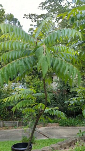 Our Curry Leaf plant collection! very happy to share🎊 #curryleafplant #youtubeshorts #homegarden смотреть онлайн