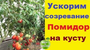 Чем подкормить помидоры, чтобы созревали быстрее и больше!