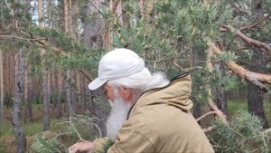 Сосновая пыльца - полезный дар природы! Как собирать и сушить