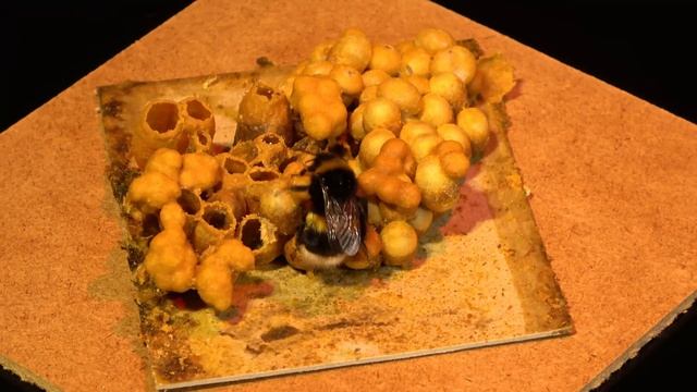 Bumblebee Nest 3D - Part 812 40 day of rearing  POLISH BUMBLEBEE