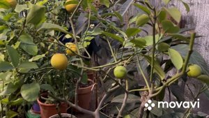 Солодкий лимон Дольче дель  Бразиль 🍋