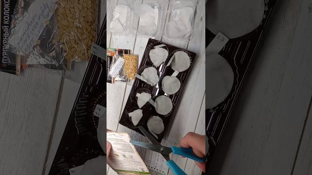 Замачивание семена на проращивание. часть 1