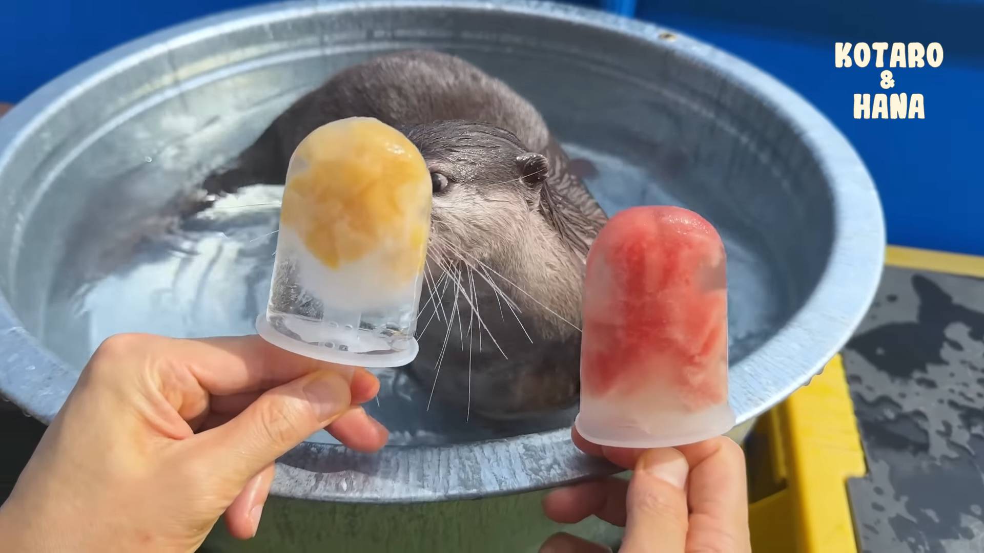 Выдры пробуют мороженое из морепродуктов с сюрпризом в виде осьминога смотреть онлайн