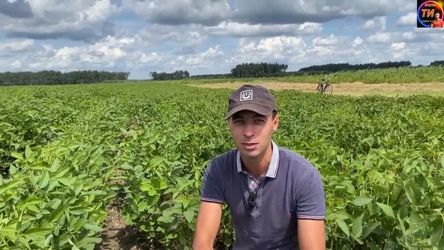 Повідпадали боби,посох цвіт😂говорили не кропи раундапом сою❌під час цвітіння та формування бобів❗️ смотреть онлайн