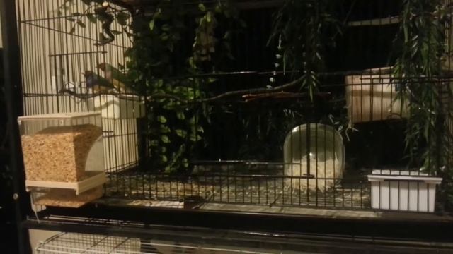 Tweetie Update! Open Eyes & Snoozy Babies!! смотреть онлайн