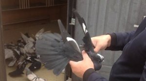 Торцовые Николаевские голуби