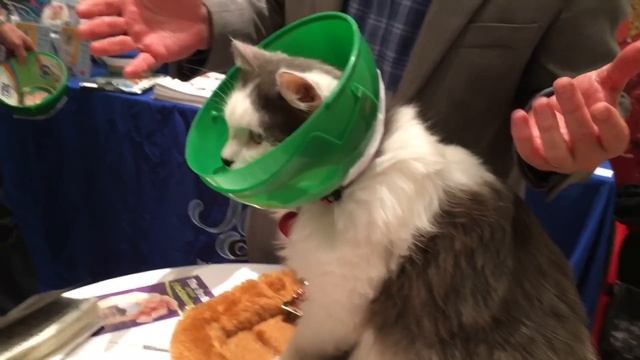 The SmartPractice Soft Paws E-Collar for Cats Protects Cats with Comfort смотреть онлайн