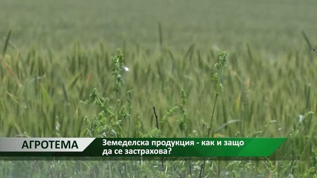 Агротема: Земеделска продукция - как и защо да се застрахова, автор:  Светлозара Димитрова