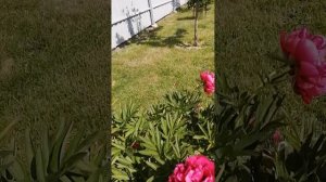 Как я подвязываю пионы, чтобы цветы не разваливались.