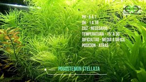 Pogostemon stellata, Cuidados.