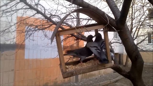 голубь жлоб смотреть онлайн