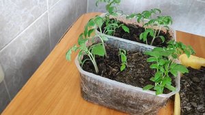 помидоры без пикировки, дальнейшие действия 🍅