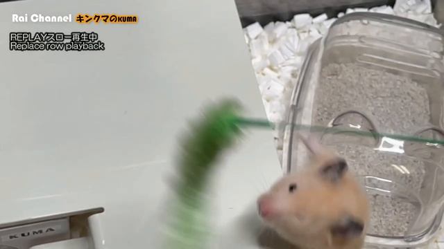 ハムスターに猫じゃらしを上から見てみた【行動観察】キンクマハムスター検証