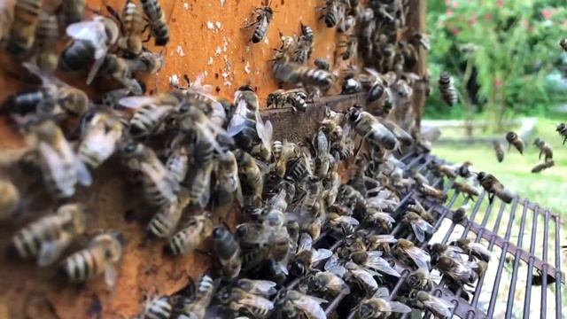 Monticola drones (Elgon, Buckfast hybrid) going for mating. смотреть онлайн