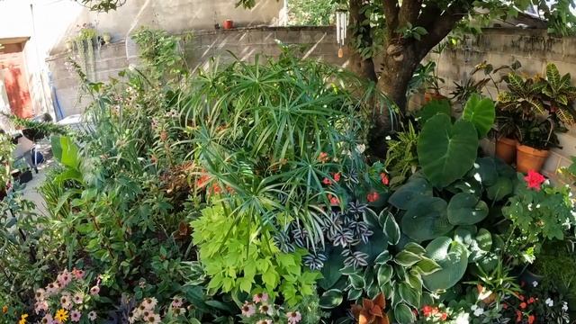 August Garden Update ☀️ My Philly Jungle 🍃City Gardening смотреть онлайн