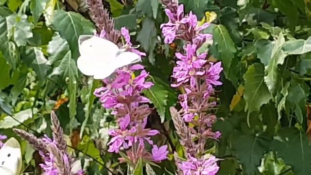 보라 빛 부처꽃 Violet flower bunch смотреть онлайн