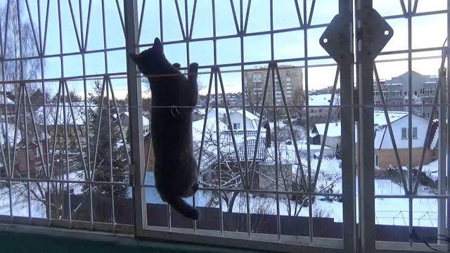 Кот мой Джим - лазутчик.