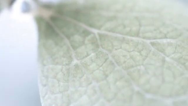 Faye Wong - Lotus in the Snow смотреть онлайн