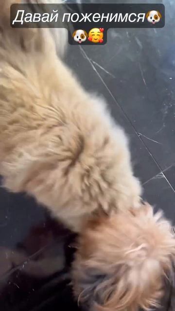 Сопротивление бесполезно давайпоженимсябудьмоейсобакимымилкапетядружбалюбовьдобьюсь