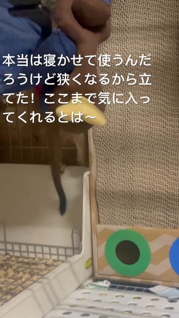 ミーアキャットのお米君へのプレゼントしてみた #小動物 #ペット #ミーアキャット #小動物ペット #ミーアキャットの赤ちゃん #ミーアキャットのおもちゃ