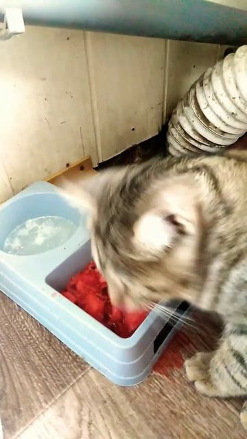 бросит 250000 тонн тротила. почему смотреть онлайн