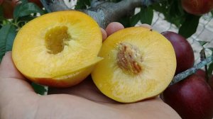 Нектарин Лола. Оригінальний, солодкий смак. Огляд від Максі Сад