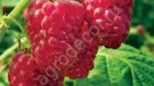 Малина ремонтантная Королевский пингвин смотреть онлайн