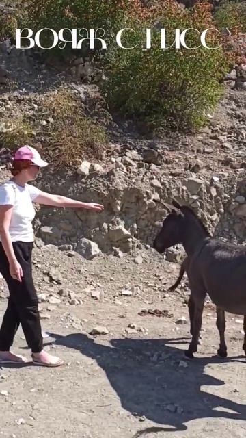 МУЛ ИЛИ КОНЕК ГОРБУНОК🤣 #дагестан #вмиреживотных #вояжсгисс #альбинагисс смотреть онлайн