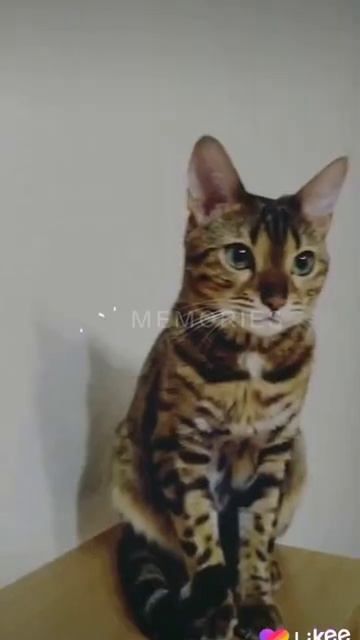 20 січня 2021 р. смотреть онлайн