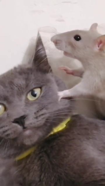 КРЫСА УКРОЩАЕТ КОТА смотреть онлайн