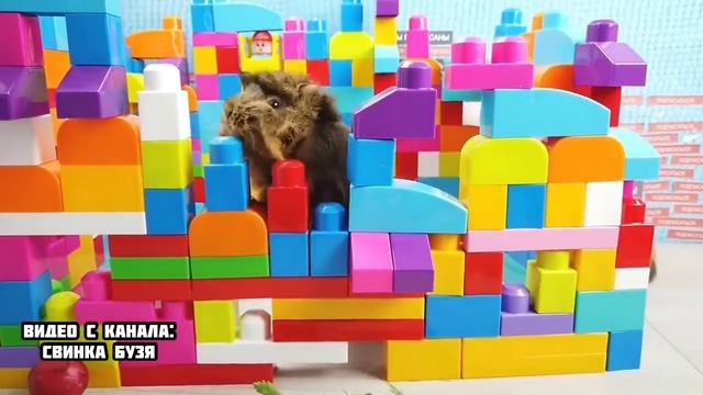 МЫ ПОЛУЧИЛИ ЗОЛОТУЮ КНОПКУ ! Челлендж Морская Свинка Бузя и Кузя Вера!!!