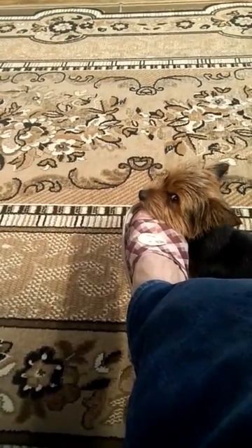 Любим лизать ноги блин