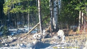 Фотоловушка ФИЛИН 120. Наблюдения за бурым медведем. Весна 2020 г. Часть 1.