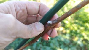 Чем опасны ранние заморозки для виноградной лозы?