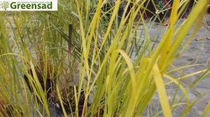 Просо виргинское   Heavy Metal     видео обзор от Greensad