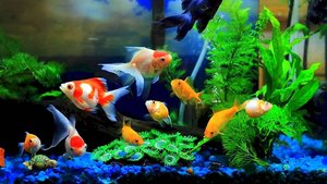 03. Красивый Виртуальный Музыкальный Аквариум 3D - 60 Минут Релаксации.