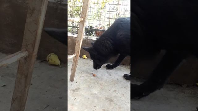 Собака ест груши? смотреть онлайн