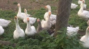 Гуси охранники