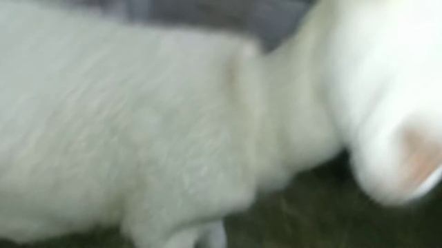 как должна выглядеть молодая козочка. смотреть онлайн