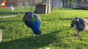 Идеальное птицеводство достойно восхищения 🐓🦆🦢🦚🦃🐔 эпизод (47)