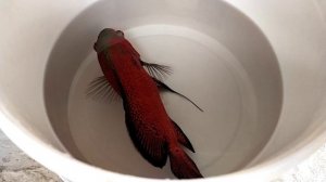 ASTRONOTUS "RED SHILI" Пересаживаю рыбу